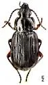 Pterostichus costatus - Pterostichus costatus