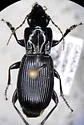 Pterostichus crenicollis