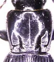 Pterostichus crenicollis - photo 2