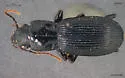 Pterostichus crenicollis - photo 3