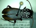 Pterostichus crenicollis - photo 4