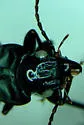 Pterostichus crenicollis - photo 5