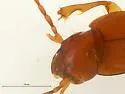 Pterostichus diana - photo 2