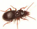 Pterostichus diligendus - Pterostichus diligendus