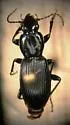 Pterostichus diligendus - photo 2