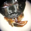Pterostichus diligendus - photo 4