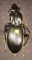 Pterostichus diligendus - photo 5