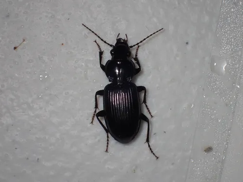 Pterostichus ebeninus - photo 2