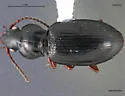 Pterostichus empetricola - Pterostichus empetricola