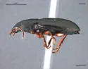 Pterostichus empetricola - photo 2