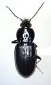Pterostichus femoralis - photo 2