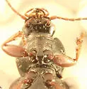 Pterostichus femoralis - photo 3