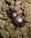 Pterostichus femoralis - photo 4