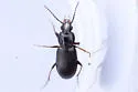 Pterostichus femoralis - photo 5