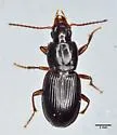 Pterostichus fuchsi - Pterostichus fuchsi