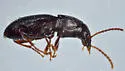 Pterostichus fuchsi - photo 2