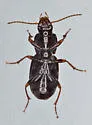 Pterostichus fuchsi - photo 3