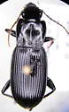 Pterostichus herculaneus