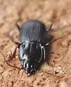 Pterostichus herculaneus - photo 2