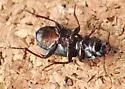 Pterostichus herculaneus - photo 3