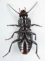 Pterostichus herculaneus - photo 4