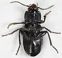 Pterostichus herculaneus - photo 5