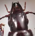 Pterostichus hypogeus - photo 2