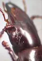 Pterostichus hypogeus - photo 3