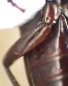 Pterostichus hypogeus - photo 4