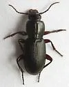 Pterostichus inanis