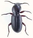 Pterostichus inanis - photo 3