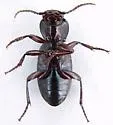 Pterostichus inanis - photo 4