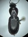 Pterostichus inanis - photo 5