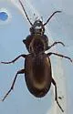 Pterostichus inermis - Pterostichus inermis