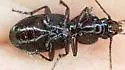 Pterostichus inermis - photo 4