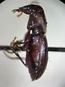 Pterostichus infernalis - photo 2