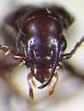 Pterostichus infernalis - photo 3