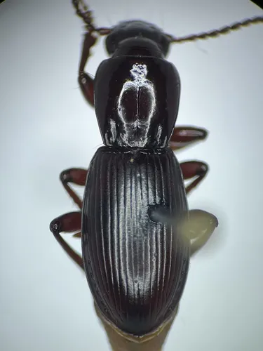 Pterostichus inopinus - Pterostichus inopinus