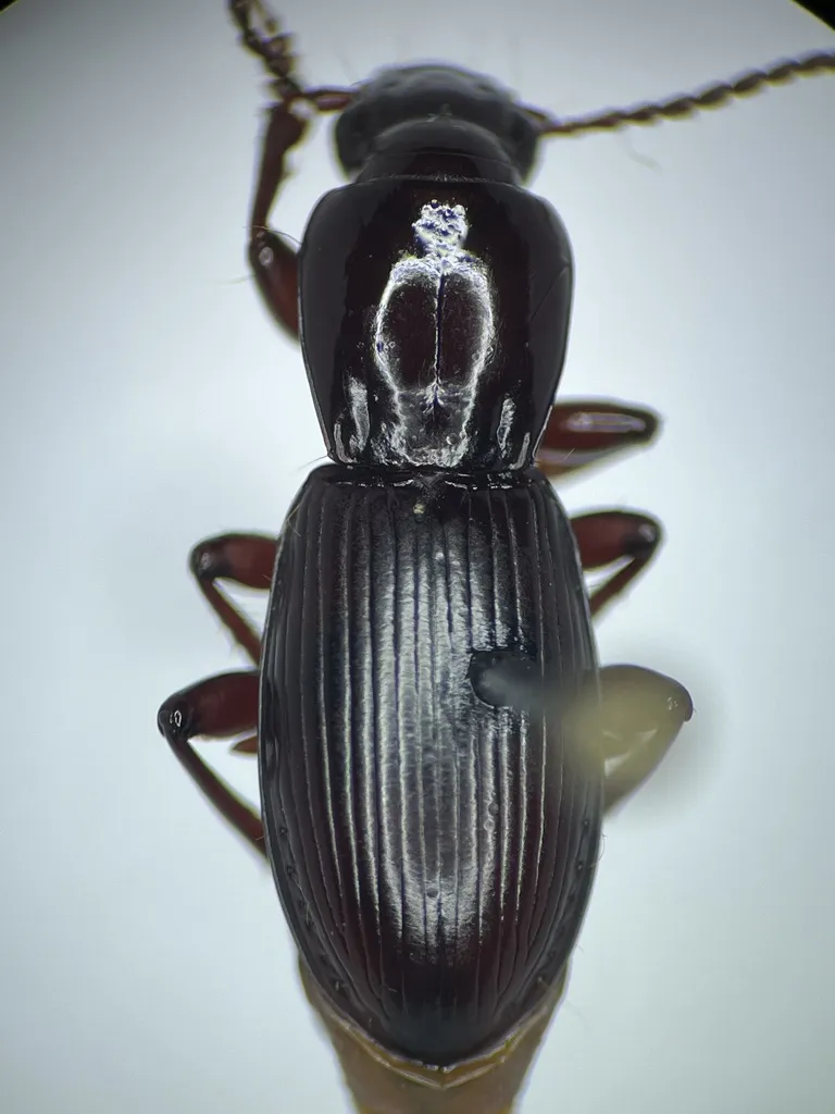 Pterostichus inopinus - photo 2