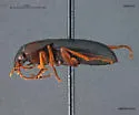Pterostichus kotzebuei - photo 2