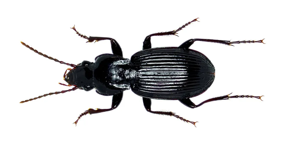 Pterostichus lachrymosus - Pterostichus lachrymosus