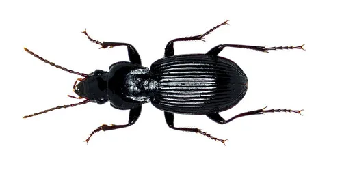 Pterostichus lachrymosus - photo 2