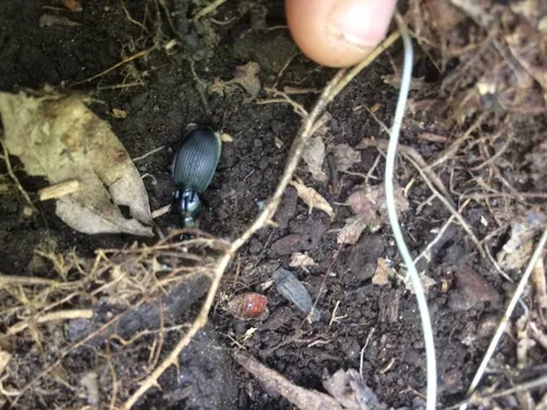 Pterostichus lachrymosus - photo 3