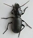 Pterostichus lama - photo 2