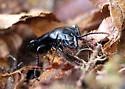 Pterostichus lama - photo 3