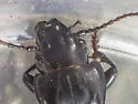 Pterostichus lama - photo 4