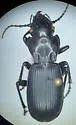 Pterostichus lama - photo 5