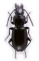 Pterostichus lubricus - Pterostichus lubricus