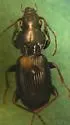 Pterostichus lubricus - photo 2