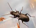 Pterostichus lubricus - photo 3